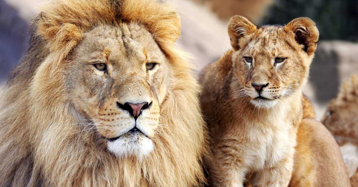 Are Lions Smart?