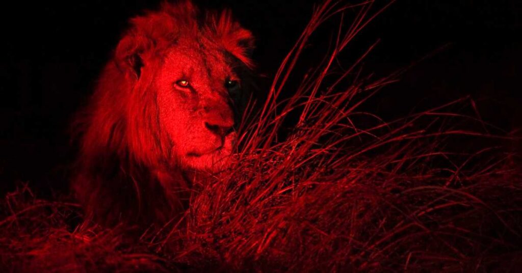 can lions see in the dark