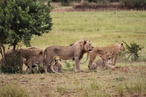 what is a group of lions called
