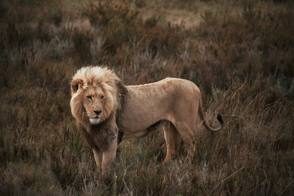A majestic lion standing in the wilderness